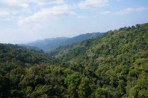 View from one of the 25-30 Tarzan ziplines.