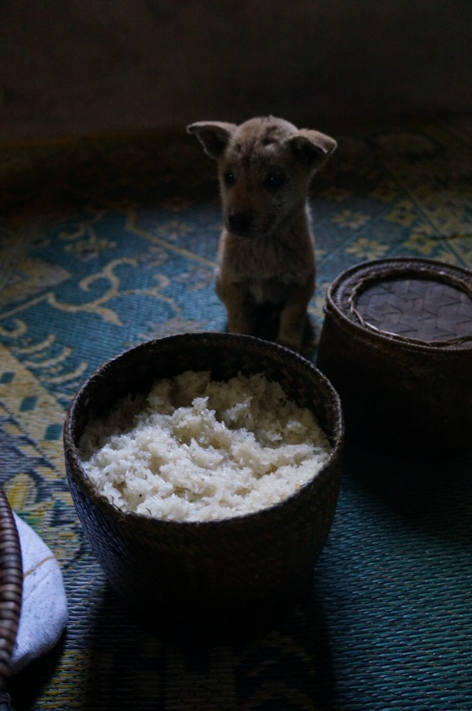 Pic of sticky rice with one of the puppies running around