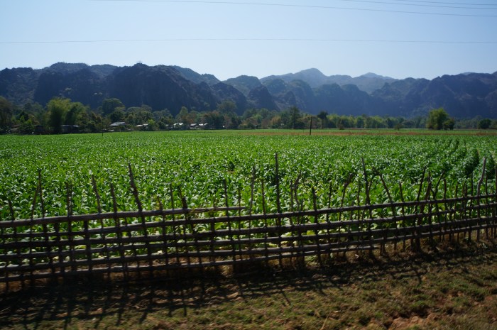 The village consisted of tobacco fields surrounded by beautiful mountains