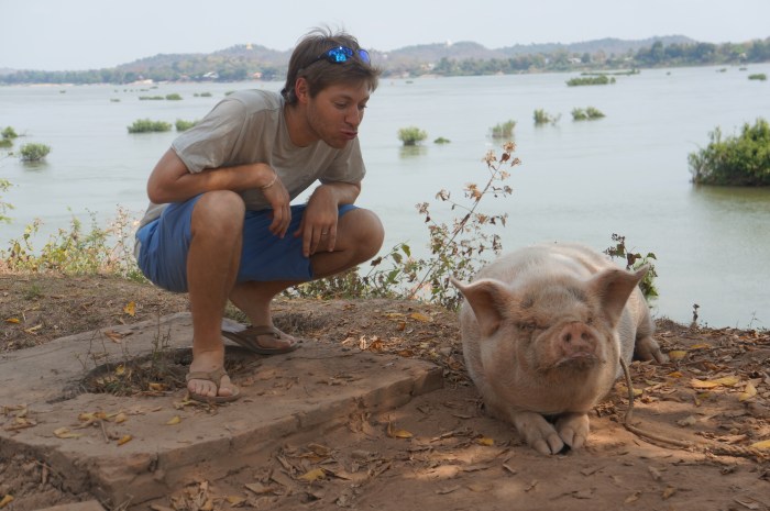 And the world's largest pig award goes to...