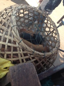 Wish we had better pics but there were 10-12 little pigs hanging off the back of the truck. They made their presence known, likely sensing how close to death they were from falling off the back.