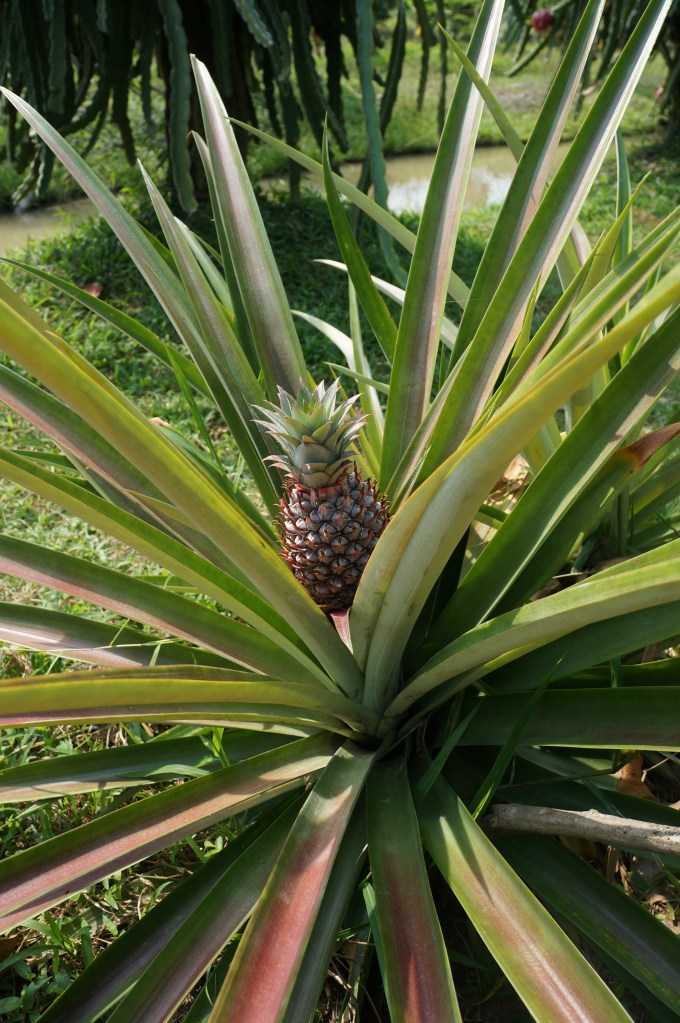 Pineapple growing in fruit orchard in Mekong Delta.