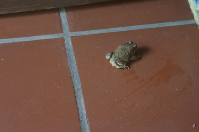 The frog that decided to make my shoe h's new home.