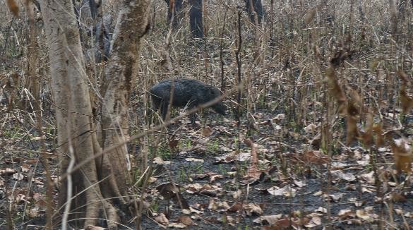 Catching a glimpse of a wild boar!