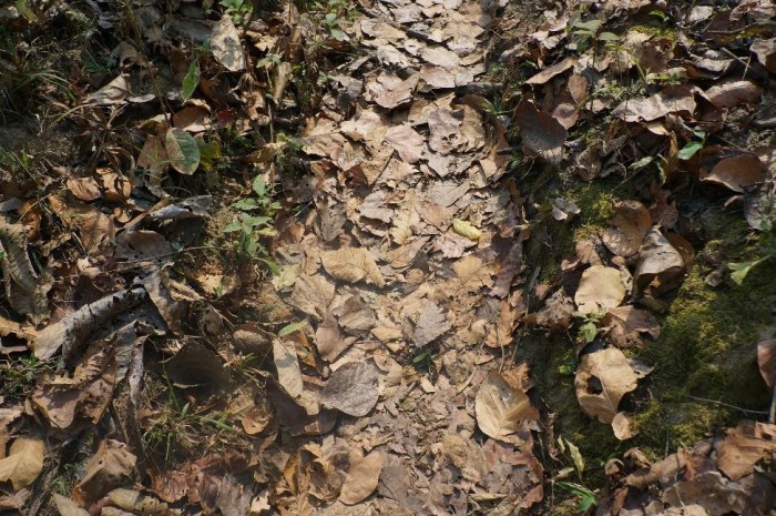 Noisy leaves blew our attempt to be discrete during our trek
