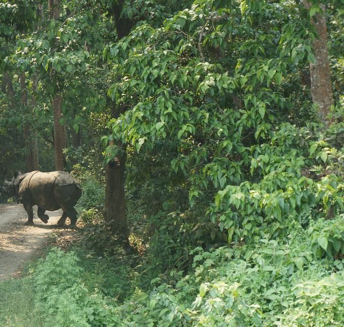 Stumbled upon a rhino roaming around!