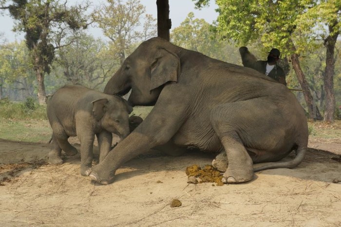 Watching an adorable 6 month old baby elephant with its mother at the Elephant Breeding Center