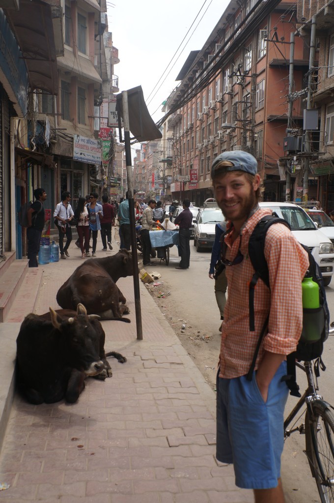 The cows control the sidewalks in Kathmandu, Nepal