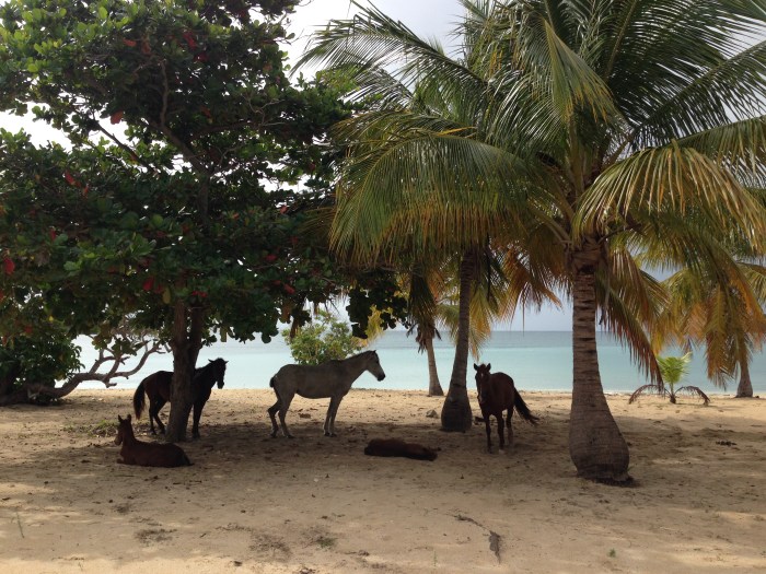 The beach is the stomping ground for the wild horses on Vieques Island