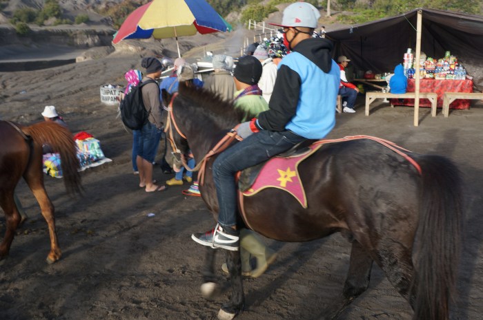 Pony rides - come one, come all!
