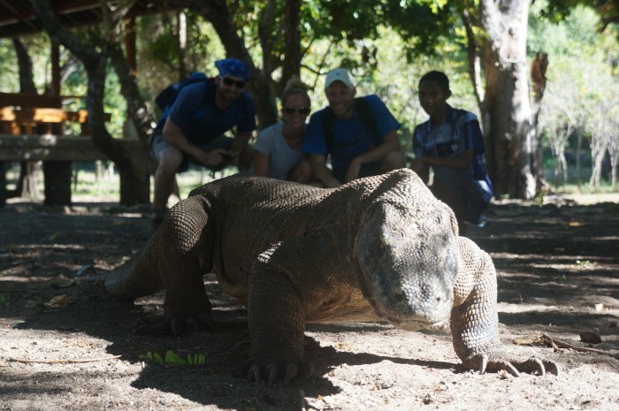 The largest Komodo dragon happens to be pretty photogenic!