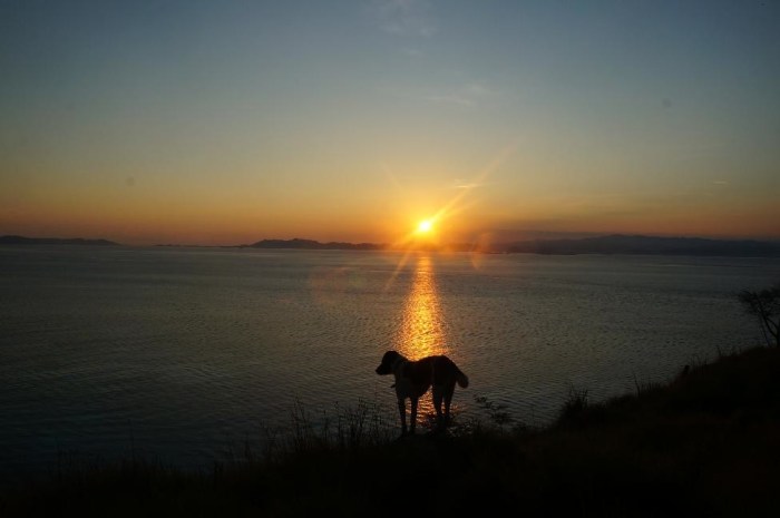 Kanawa Island's resident dog joined us for our early morning hike to the top of the hill to see the sunrise.