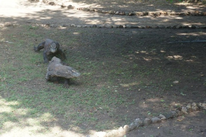 The high speed chase that followed the fight!