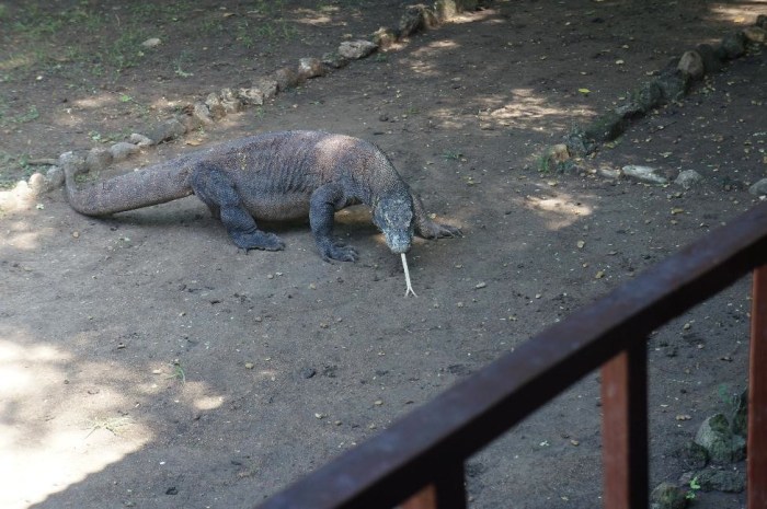 The Komodo dragon that came out on top.