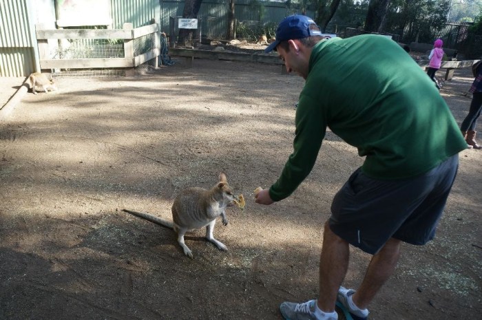 Drew feeding a wallaby which are slightly smaller than a kangaroo.