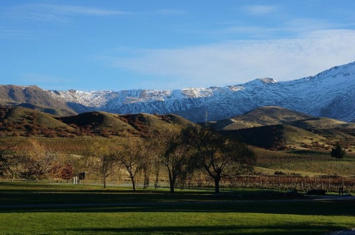 Central Otago wine country - how often do you see vineyards in front of snow-capped mountains?