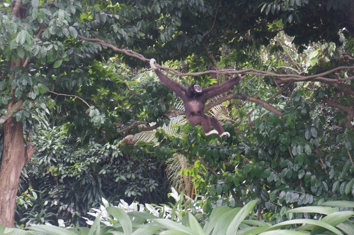 A gibbon swinging right before our very eyes!