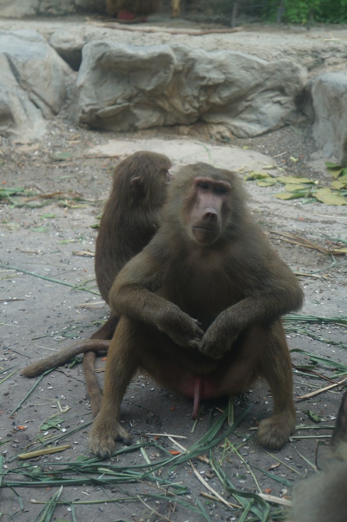 I think this baboon was happy to see us...