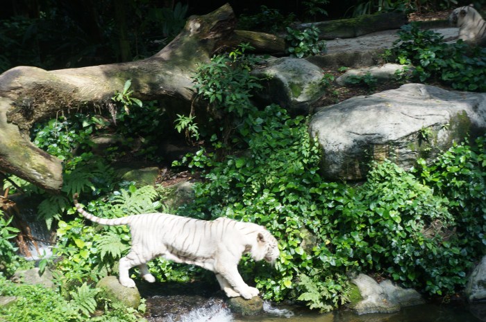 Did you know all tigers are Asian? They are not native to Africa. We couldn't get enough of this white tiger!