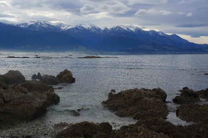 Kaikoura, a little town packed with beaches, snow-capped mountains, seal colonies, and the largest mussels you will ever see