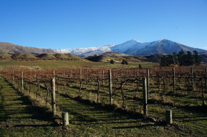 Central Otago wine country