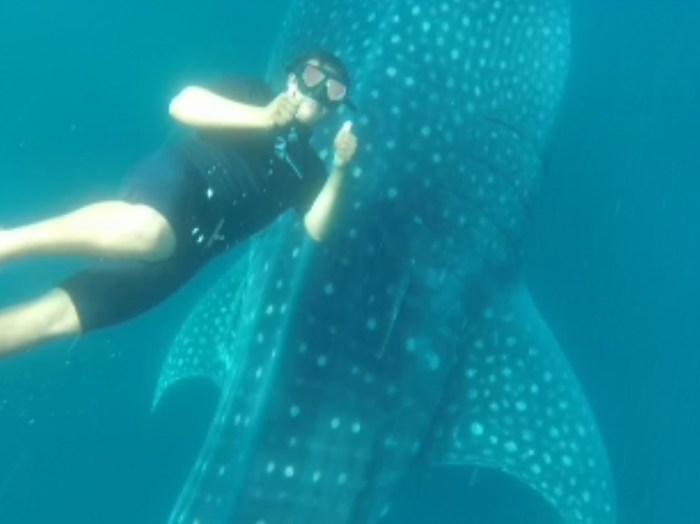 Our guide was as excited as we were to be snorkeling with the whale sharks!