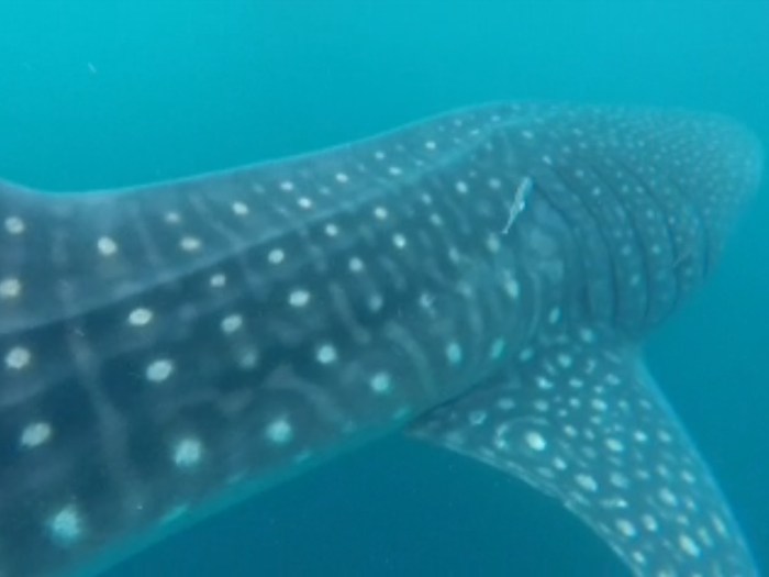 Whale sharks can weigh up to a whopping 47,000 pounds.