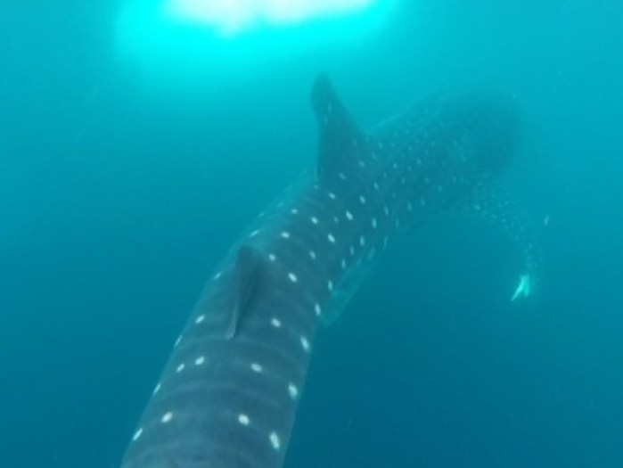 These gentle giants are beautiful!