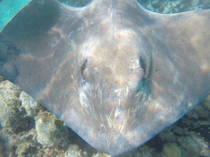 Southern stingray