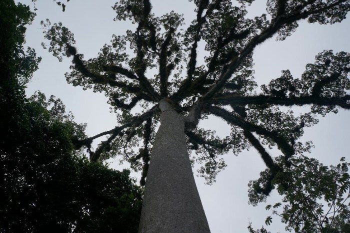Ceiba tree, which served as a link to heaven and the underworld according to the Mayans