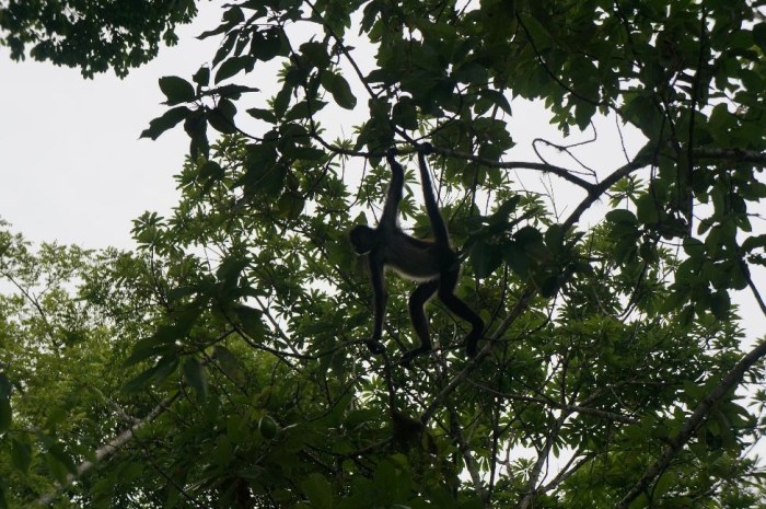 There was a lot of wildlife around the park - here is a shot of a howler monkey we spotted while walking one of the trails in between ruins