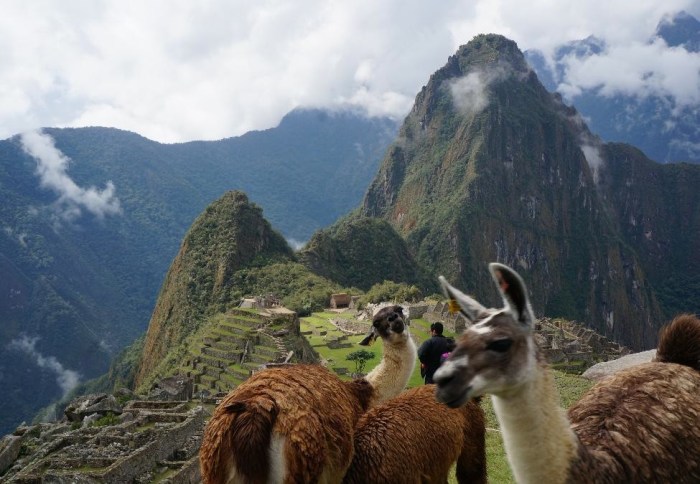 Llamas enjoying the spotlight