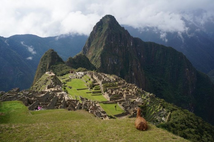 The llamas love photo bombing pictures.