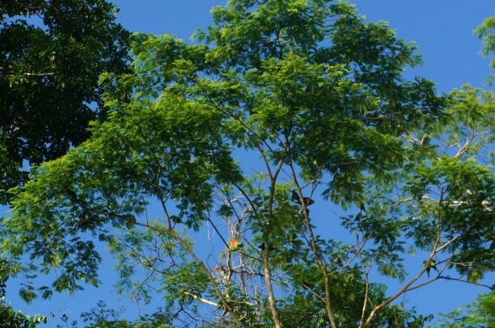 The green macaws blend in really well with the tree canopy. If you look close, you can spot a few though.