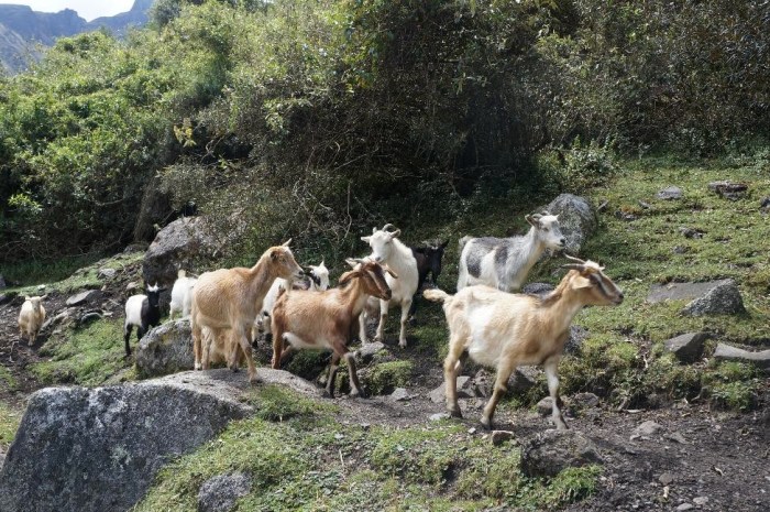 Some of the many animals we met along the way.