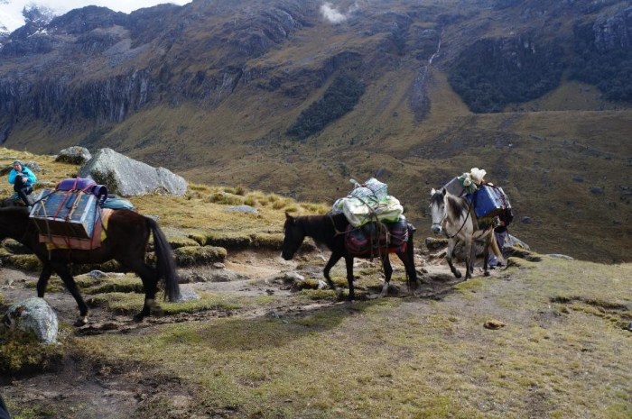 Donkeys and horses hard at work carrying our food and camping gear.