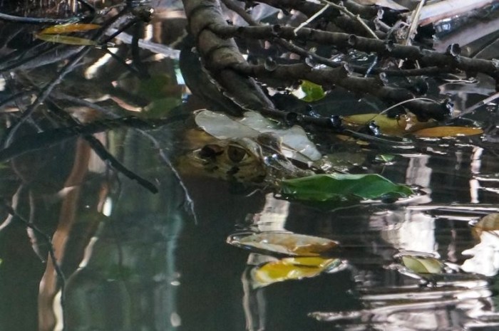 A black alligator creeping beneath the overhanging branches