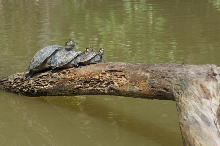 Family of turtles basking in the sun and working on their tan!