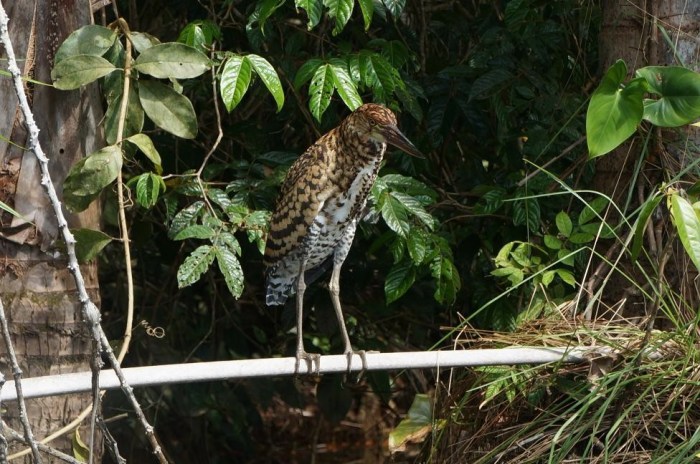 A gorgeous bird (that I can't remember the name of)