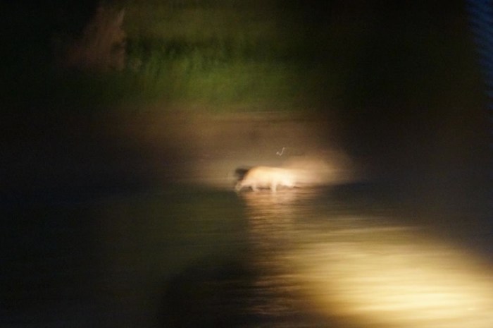 Capybara quickly runs to the water after being spotted on the shore.