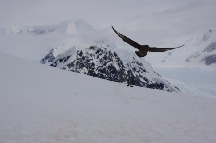 Antarctica is truly a bird lover's paradise as you can find anything from petrels to penguins to albatrosses.