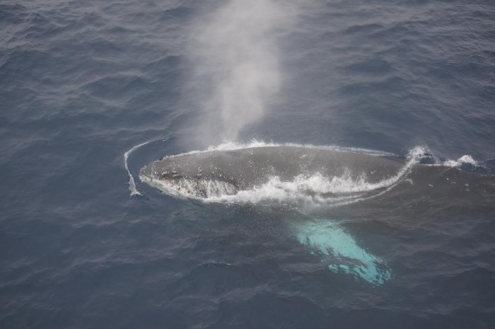 Before we even laid eyes on a penguin, we saw this playful humpback whale right next to our boat!
