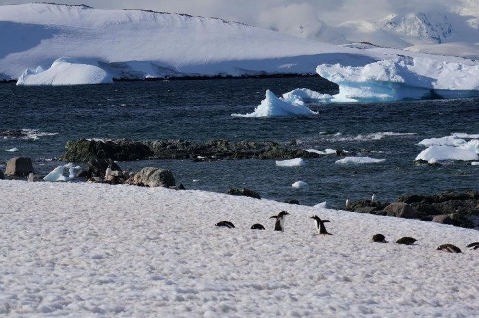 Who needs cable in their cabin when penguins provide hours of comical entertainment?