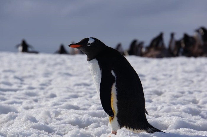 The Gentoo penguin