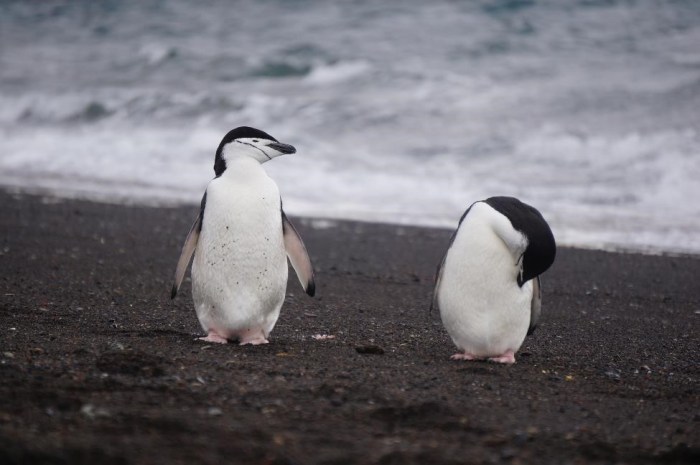 My personal favorite, the chinstrap penguins!