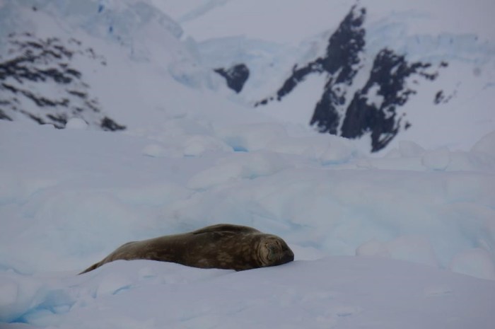 This sweet seal was peacefully napping on an iceberg.